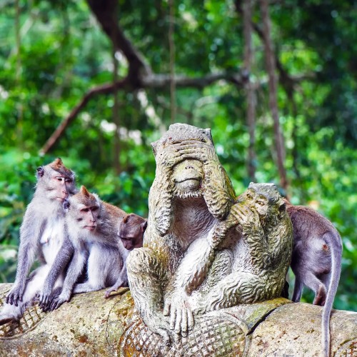 Ubud Full-Day Tour Rafting Ayung River P4