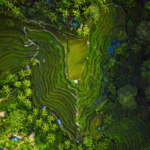 Full-Day Tour the Best of Ubud Pic3 - Panorama Sawah Tegallalang