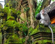 Wisata Monkey Forest Ubud Pelestarian Alam dan Budaya Bali