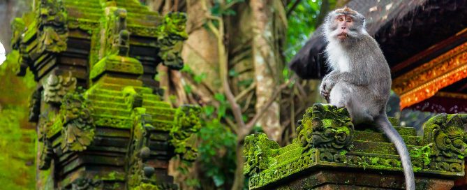 Wisata Monkey Forest Ubud Pelestarian Alam dan Budaya Bali