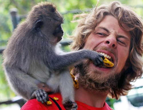 Wisata Monyet di Bali: Petualangan Bertemu Penghuni Hutan Bali