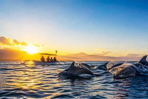 Dolphin Watching Lovina Bali